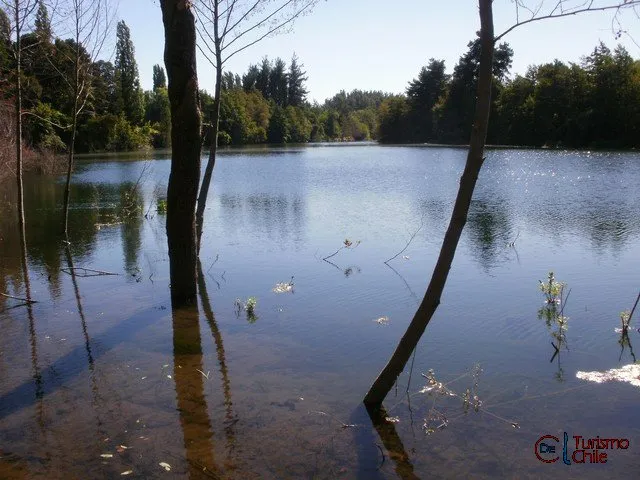 Río Laja con árboles sumergidos y bosque nativo en sus orillas